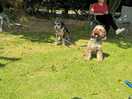 Dog friendly