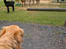 Meeting the alpacas