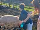 My children loving the pigs