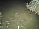Carp