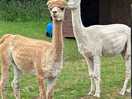 Alpacas