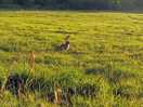 Wildlife in neighbouring field