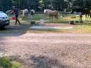 Horses spend the night