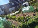 The family allotment