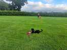Dog enclosure