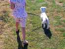 Morning dog walk