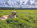 Enclosed dog field was an added bonus!