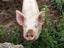 Friendly locals