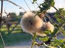 More beautiful floofy balls. taken by sam agnew photography