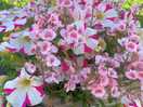 Surrounded by beautiful flowers. very well cared for gardens.