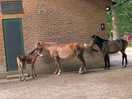 Early morning visitors