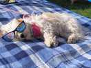 Chill dog