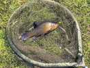 Fish that we caught!