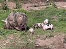 Mamma pig and her piglets ❤️