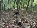 Our cat loved the secluded site!