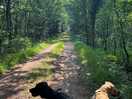 Dog walking in the forest.