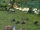 Ducks