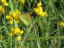 Beautiful butterflies.