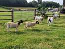 Animals