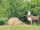 Llama