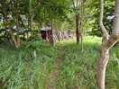 Woodland area