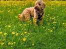 Wally in the meadow.