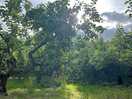 Apple trees
