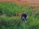 Tranquil dog walk round the barley field