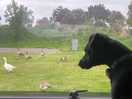 Our dog watching geese and goslings