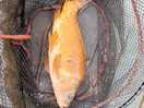 Lovely fish