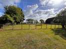 Dog field