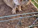 Kunekune pigs