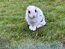 Bunny in the chicken pen.