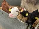Friendly calves
