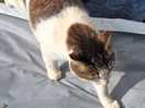 Friendly cat