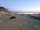 Dogs loving the beach