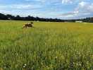 Dog field