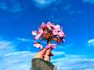 Pretty flowers near the pig pen we found on the ground nearby