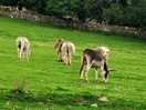 The farm animals