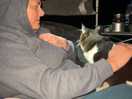 Feline friends