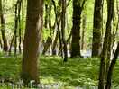 May time in the bluebell woods
