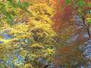 Copper beech in minster churchyard