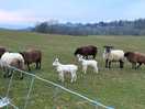 When walking through the farm we could see sheep and lambs