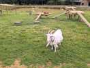 Lovely big enclosures tailored to the goats needs.