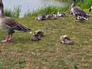Beautiful baby chicks beside the lake