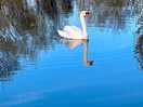The lone swan