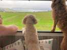 Enjoying the view from the van