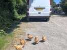 Free roaming