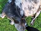 Cuddles with baby cows!