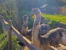 Farm animals